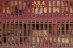 Grippe aviaire : 19 000 volailles abattues à Hong Kong